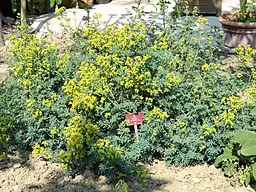 Common rue (Ruta graveolens) in a garden.
