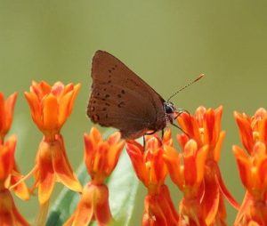 Coral Hairstreak (Satyrium titus) on butterfly weed