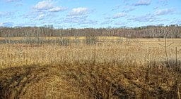 Meadow in Lexington, MA