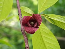 Brownish flower of pawpaw (Asimina triloba).