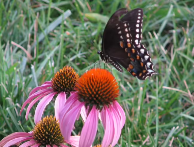 Black swallowtail butterfly on purple coneflower.