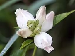 Whitish flowers of turtlehead (Chelone glabra).