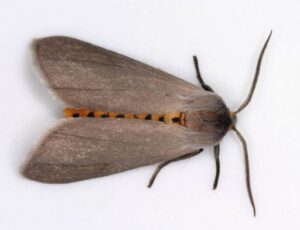 Milkweed Tussock Moth