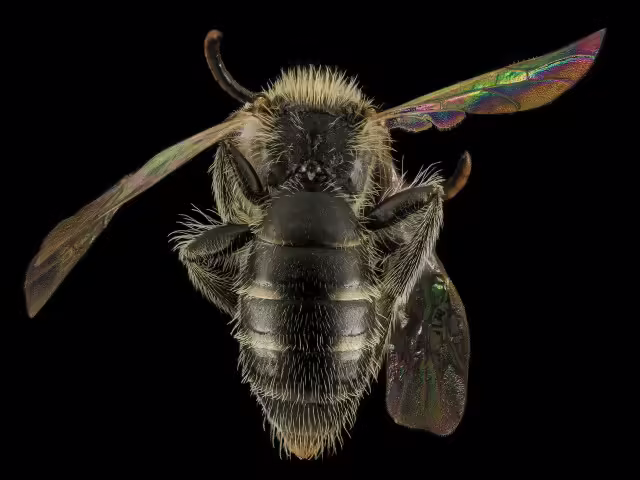 Golden mining bee on black background.