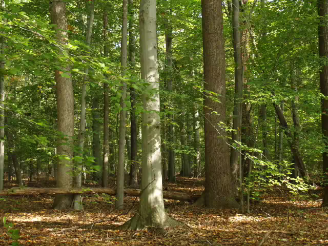 Mid-Atlantic mixed hardwood forest in Delaware.