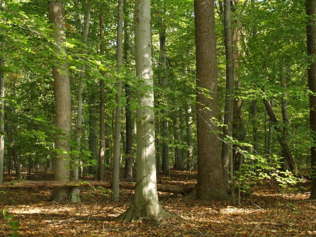 Mid-Atlantic Mesic Mixed Hardwood Forest