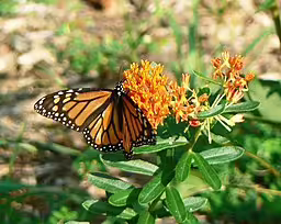 Monarch butterfly on butterfly weed (Asclepias tuberosa).