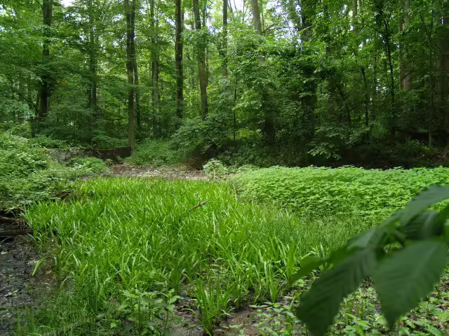 Old pond habitat in Delaware.