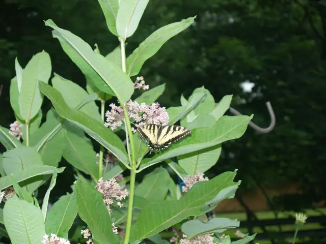 Eastern Tiger Swallowtail on a common milkweed (Asclepias syriaca).