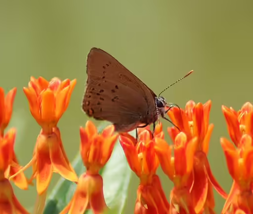 Coral hairstreak on orange flower.