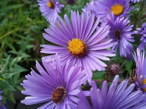 Symphyotrichum | American-Aster