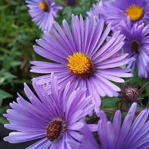 Purple Flowers of New England aster (Symphyotrichum novae-angliae).