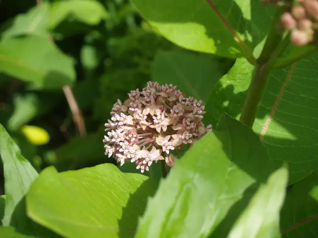 Flowers of Common Milkweed (Asclepias syriaca), a North Carolina milkweed.