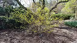 Shrub of spicebush (Lindera benzoin) in a park.