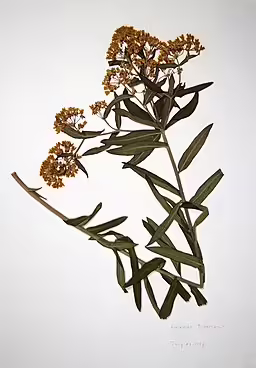 Herbarium specimen of butterfly weed (Asclepias tuberosa).