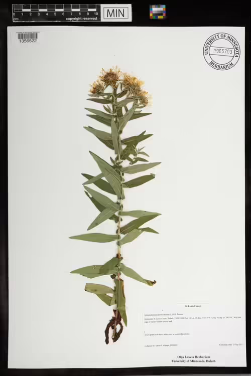 Herbarium specimen of New England aster (Symphyotrichum novae-angliae).