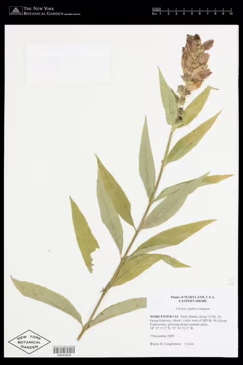 Herbarium specimen of turtlehead (Chelone glabra).