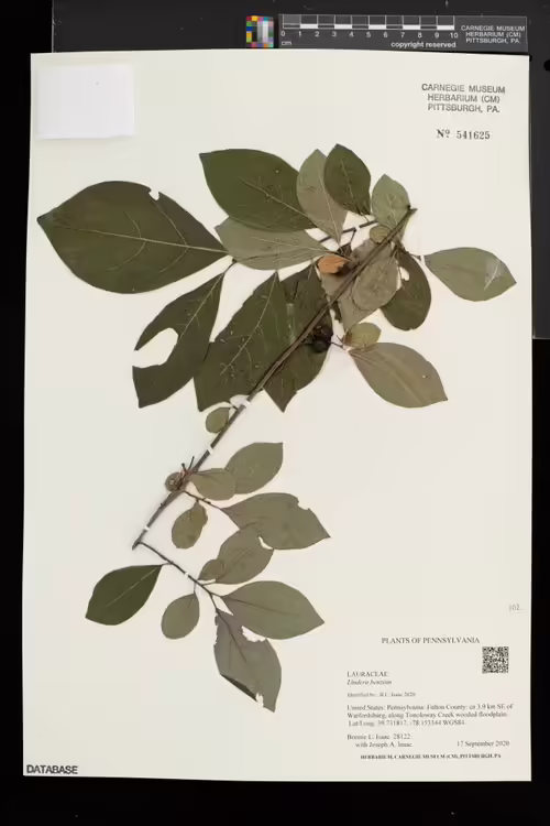 Herbarium specimen of spicebush (Lindera benzoin).