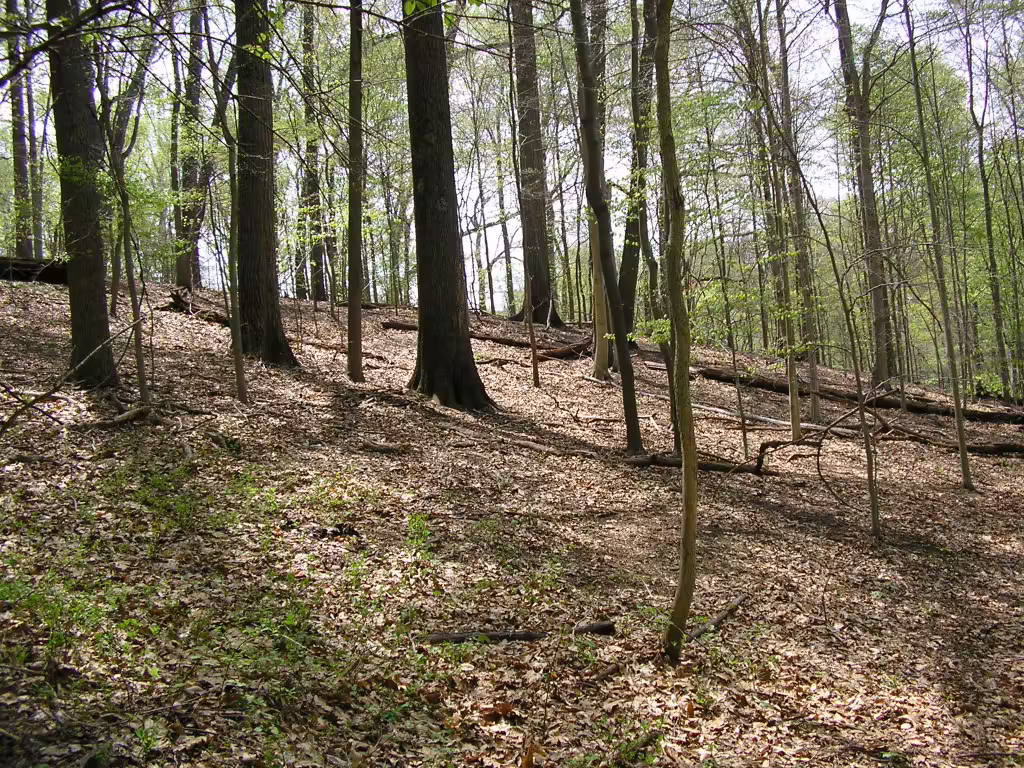 Mesic mixed hardwood forest in Delaware.