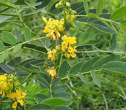 Yellow flowers of Maryland Senna (Senna marilandica).