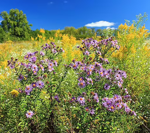 Plants of New England Aster (Sympyotrichum novae-angliae) in a field.