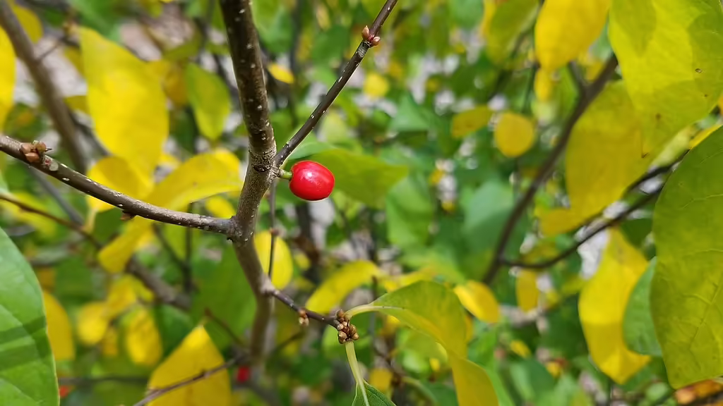 Red fruit of spicebush with yellow foliage.