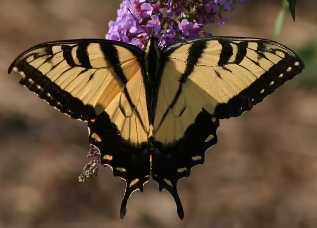 Eastern tiger swallowtail butterfly on purple flower.