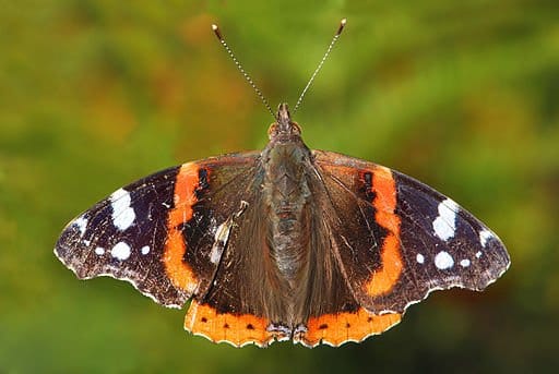Red Admiral Butterfly (Vanessa atalanta)