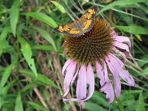 Silvery checkerspot butterfly on purple coneflower.