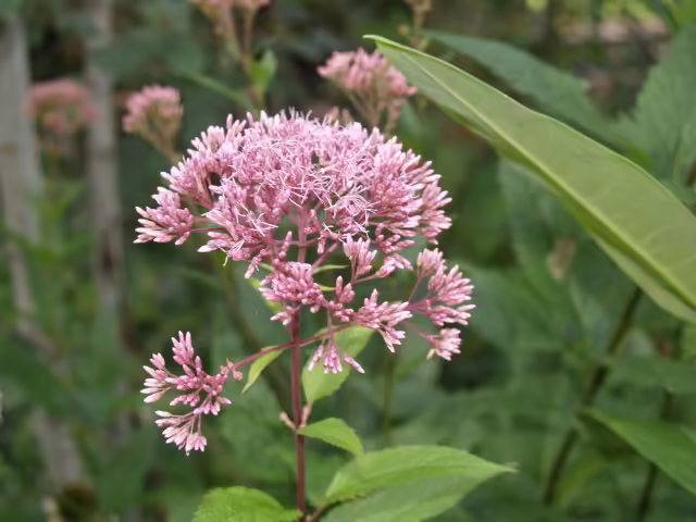 Sweet joe-pye-weed (Eutrochium maculatum) in a garden.