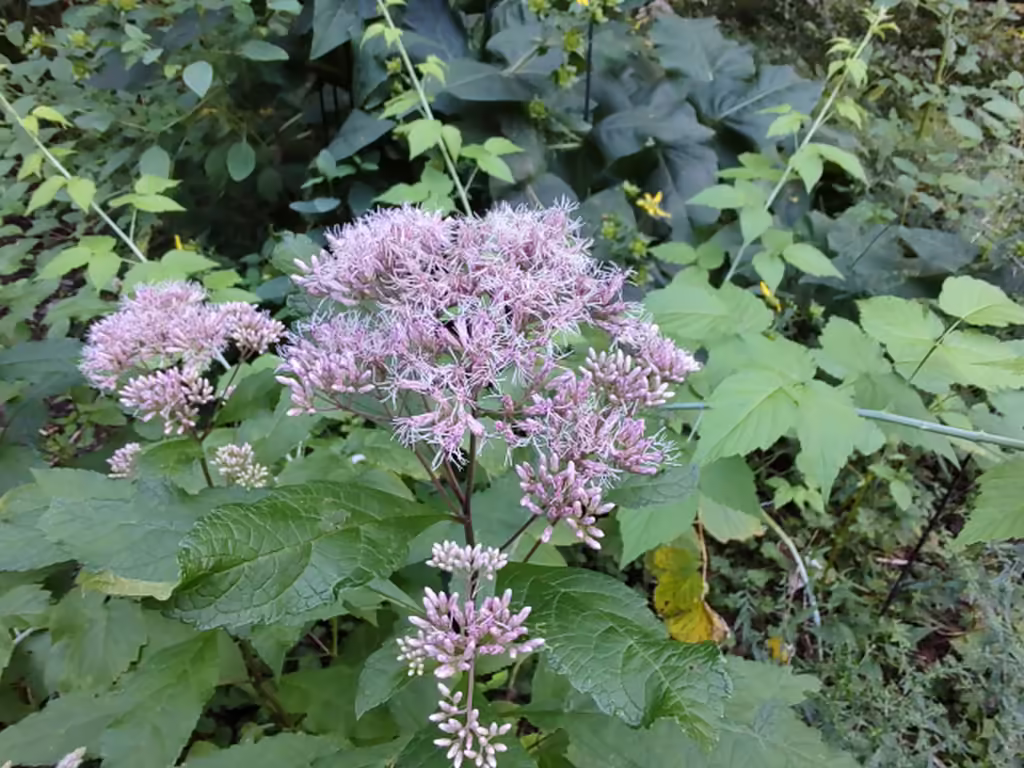 Plant of sweet joe-pye-weed (Eutrochium purpureum) with purple flowers.