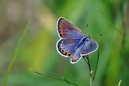 Karner blue (Plebjus melissa) butterfly.