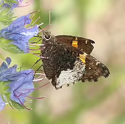 Hoary edge (Aschalarus lyciades) butterfly on purple flower.