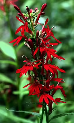 Red flowers of cardinal flower (Lobelia cardinalis).