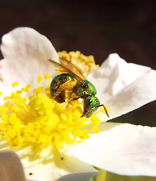 Metallic bee on white flower.