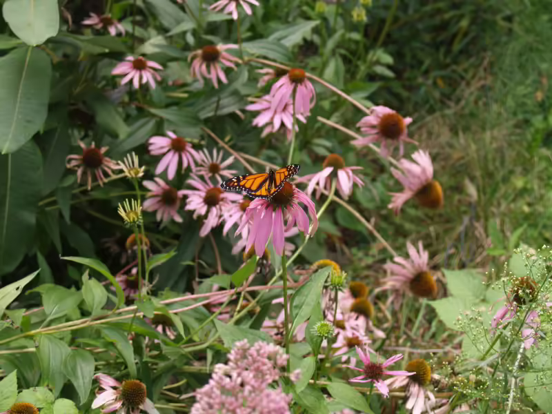 Purple coneflower (Echinacea purpurea) with Monarch butterfly.