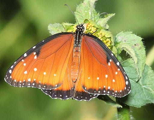 Queen butterfly on yellow flower.