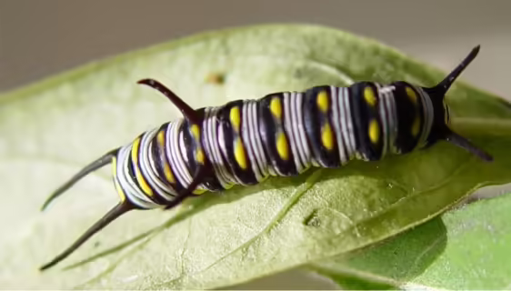 Queen caterpillar on milkweed.
