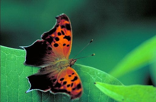 Dark (Summer) phase of the Question Mark Butterfly