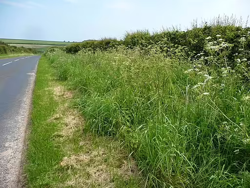 Roadside in Europe with wildflowers.