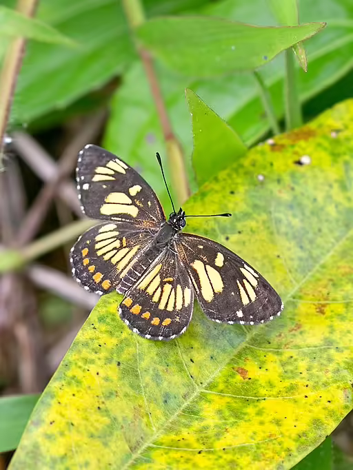 Theona checkerspot on yellowed leaf.