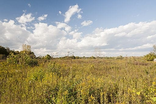 Prairie in Ohio