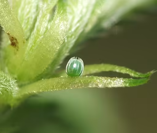 Green egg of Red Admiral Butterfly on a leaf.