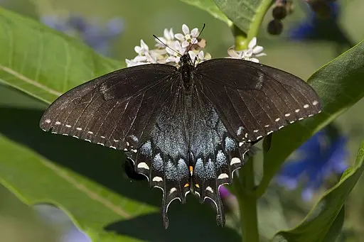 Black form of Eastern Tiger Swallowtail (Papilio glaucus).