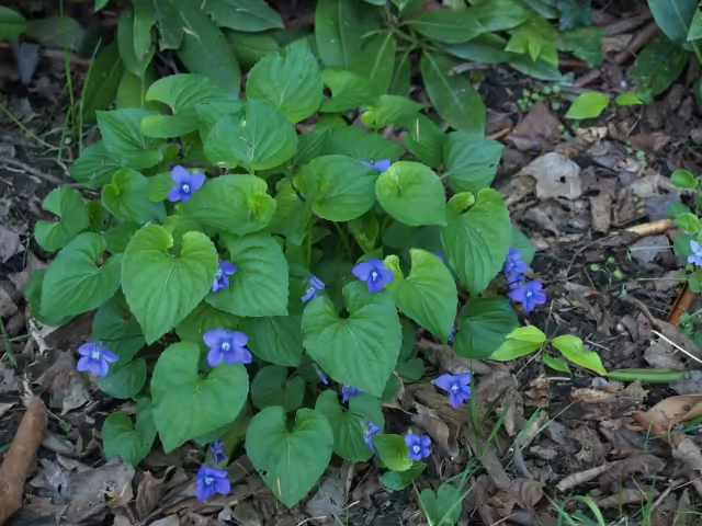 Plant of marsh blue violet (Viola cucullata) in a garden.