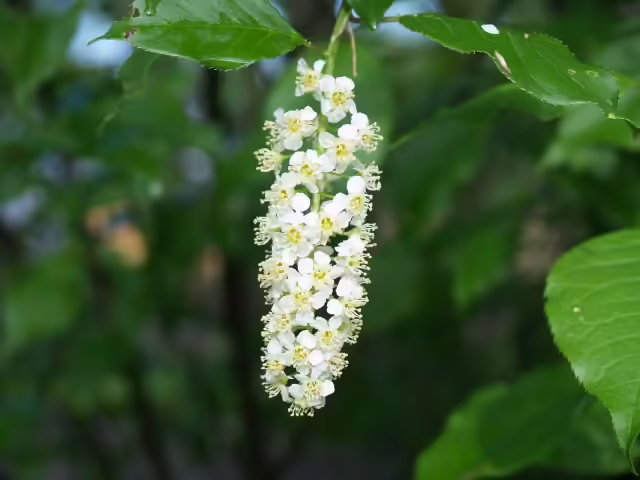 Close-up of white flowers of wild black cherry (Prunus serotina).