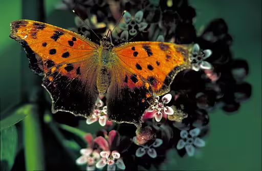 Eastern comma butterfly on a flower.
