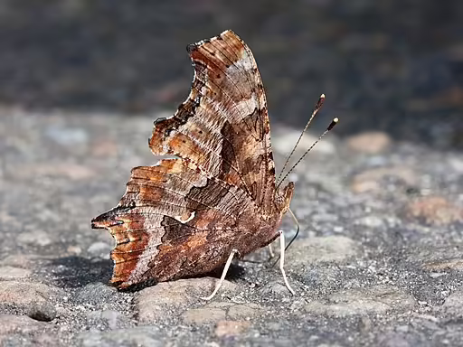 Eastern comma butterfly on a rock.