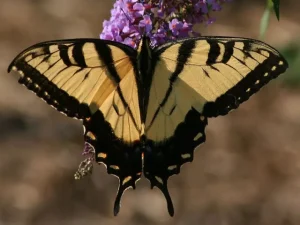 Eastern Tiger Swallowtail butterfly (Papilio glaucus glaucus) on a purple flower.