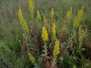 Group of showy goldenrod (Solidago speciosa) in a field.